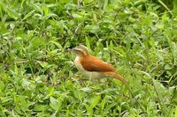 Pale-legged Hornero - Furnarius leucopus