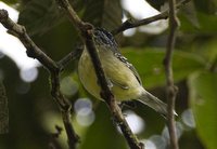 Yellow-breasted Antwren - Herpsilochmus axillaris