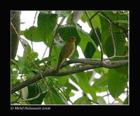 Golden Bulbul - Alophoixus affinis