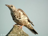 Mistle Thrush - Turdus viscivorus