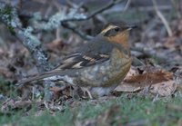 Varied Thrush - Ixoreus naevius