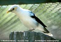 Black-winged Starling - Acridotheres melanopterus