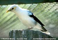 Black-winged Starling - Acridotheres melanopterus