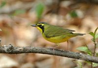 Kentucky Warbler - Oporornis formosus