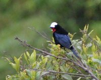 White-capped Tanager - Sericossypha albocristata
