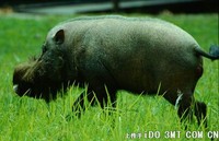 婆罗州须猪 Sus barbatus barbatus -
