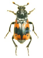 넉점박이송장벌레 - Nicrophorus quadripunctatus