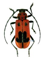 모자주홍하늘소 - Purpuricenus lituatus