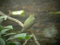 A juvenile Lance-tailed Manakin (Chiroxiphia lanceolata), which is often taken for Striped Manak...