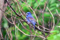 Blue Grosbeak male in Nashville (4-30-05).jpg