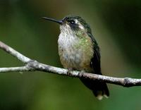 Speckled hummingbird