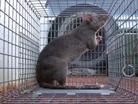Gambian Rat in Cage