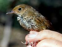 Nepal Wren Babbler » Pnoepyga immaculata