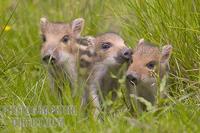 Three young wild boars in a clearing in the Wildwald Vosswinkel preserve stock photo
