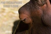 Photo of an Hippopotamus amphibius stock photo
