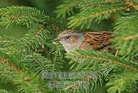 Dunnock , Prunella modularis stock photo