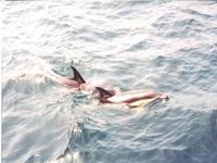 Common Dolphin (Delphinus delphis)