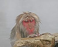 ...wildlife such as the wonderful Snow Monkeys (or Japanese Macaques) of Nagano in Japan (Pete Morr