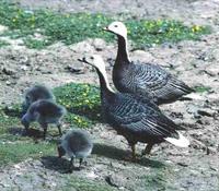 Emperor Goose © WWT