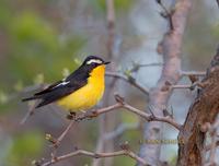 Yellow-rumped flycatcher C20D 03276.jpg