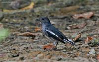 magpie-robin