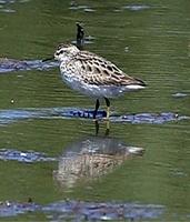 Long-toed Stint