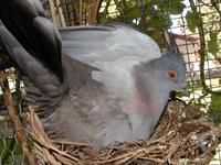 Crested Pigeon Ocyphaps lophotes