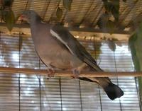 Wood Pigeon Columba palumbus