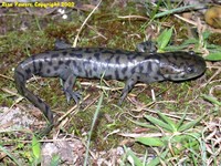 : Ambystoma tigrinum; Tiger Salamander