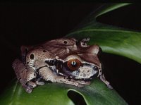 : Anotheca spinosa; Coronated Treefrog