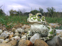 : Bufo viridis; Green Toad