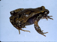 : Eupsophus roseus; Rosy Ground Frog