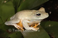 : Hypsiboas crepitans