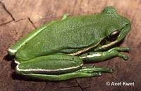 : Hypsiboas prasinus