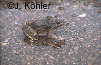 : Leptodactylus syphax