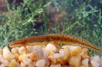 : Notophthalmus viridescens viridescens; Red-spotted Newt