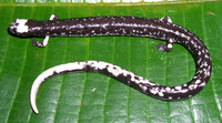 : Oedipina carablanca