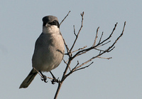 : Lanius ludovicianus; Loggerhead Shrike