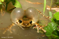 : Trachycephalus venulosus