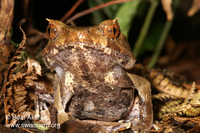 : Xenophrys aceras