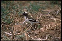 : Plocepasser mahali; White-browed Sparrow Weaver