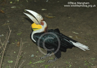 : Rhyticeros undulatus; Wreathed Hornbill