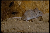 : Peromyscus sp.; Fieldmouse