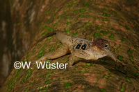 : Anolis oculatus; Dominican Anolis