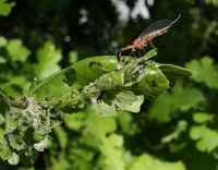 : Archips argyrospila; Fruit Tree Leafroller;