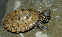 : Sternotherus minor peltifer; Stripe-necked Musk Turtle