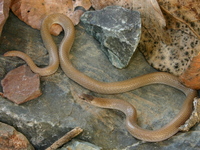 : Tantilla hobartsmithi; Smith's Black-headed Snake
