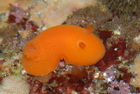 : Rostanga pulchra; Red Sponge Dorid