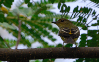 Yellow-rumped Flycatcher (F) (Ficedula zanthopygia)