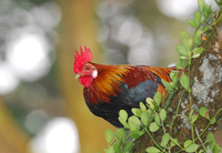 Red Junglefowl (Gallus gallus)